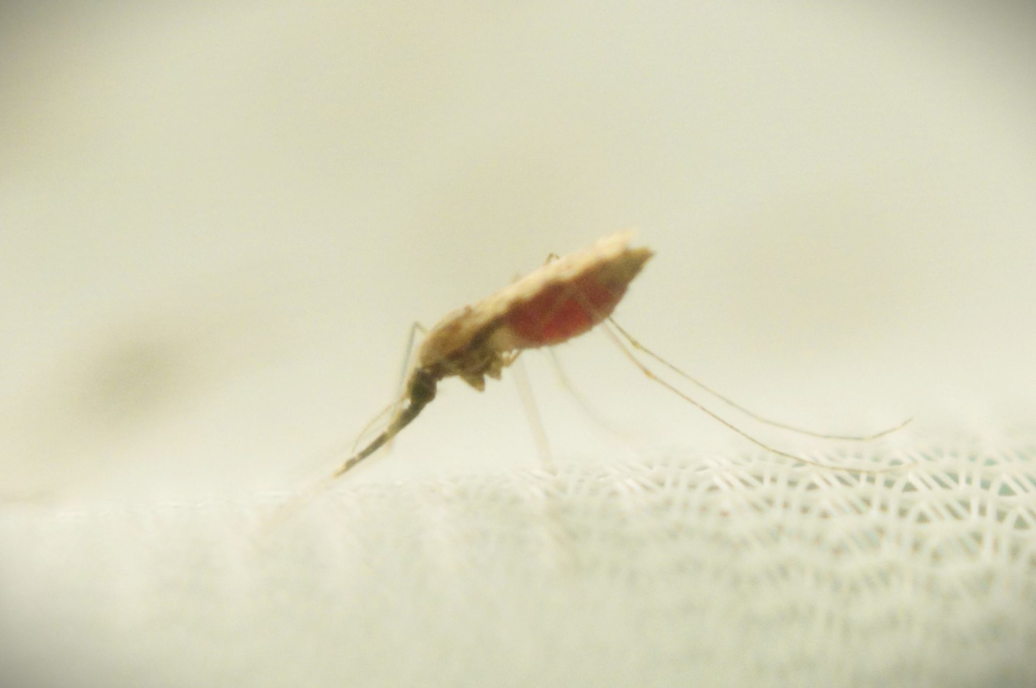 Can climate change accelerate transmission of malaria? Pioneering ...