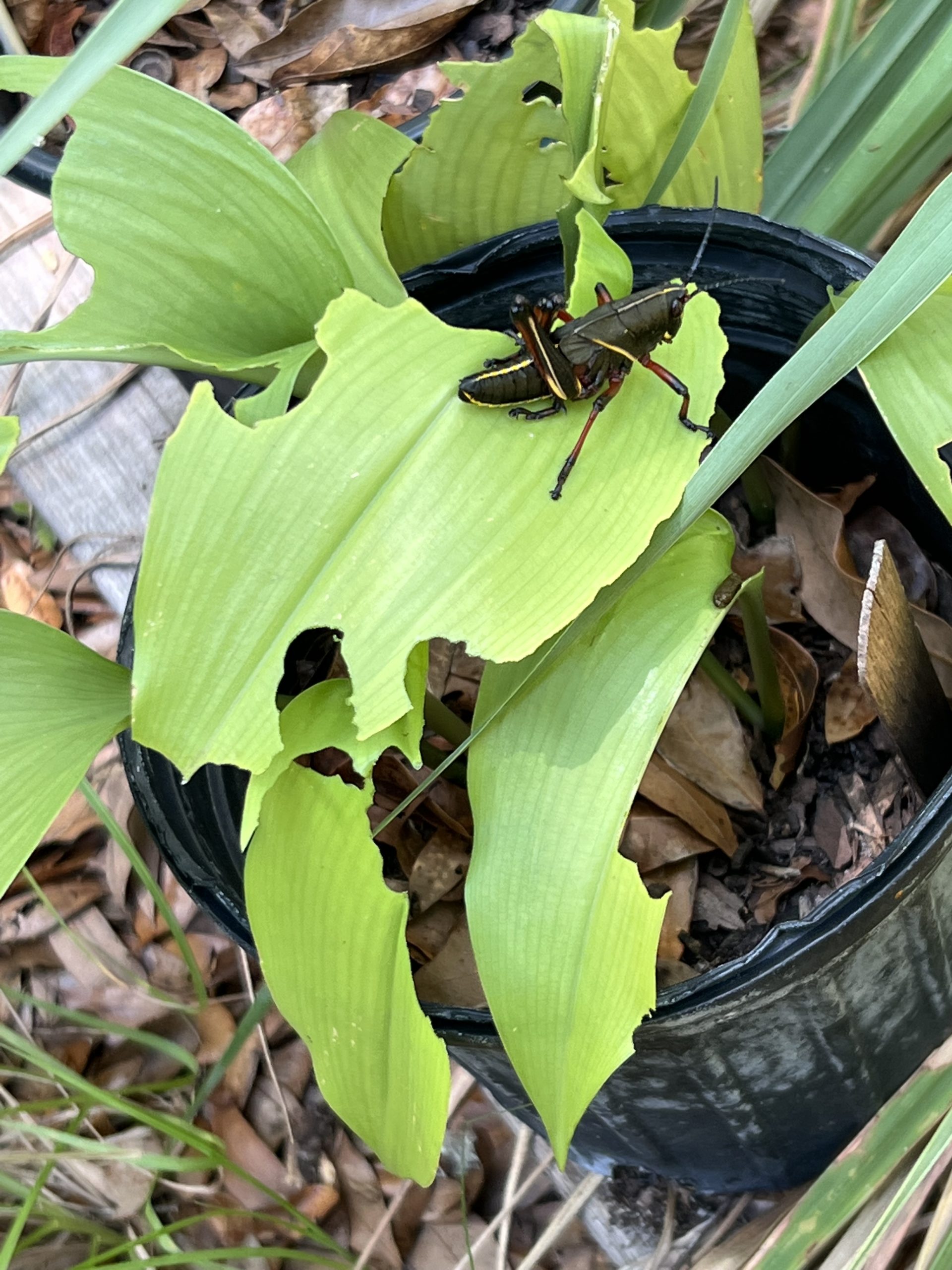 UF/IFAS experts give tips to manage the eastern lubber grasshopper ...