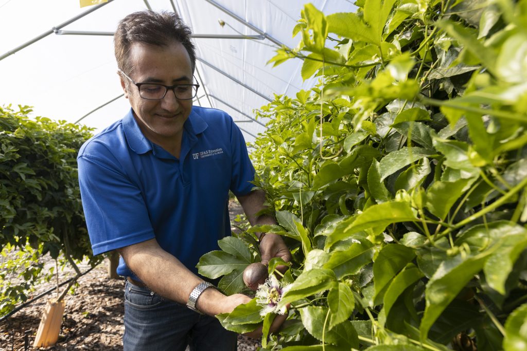 UF/IFAS researchers pioneer techniques to boost passion fruit ...