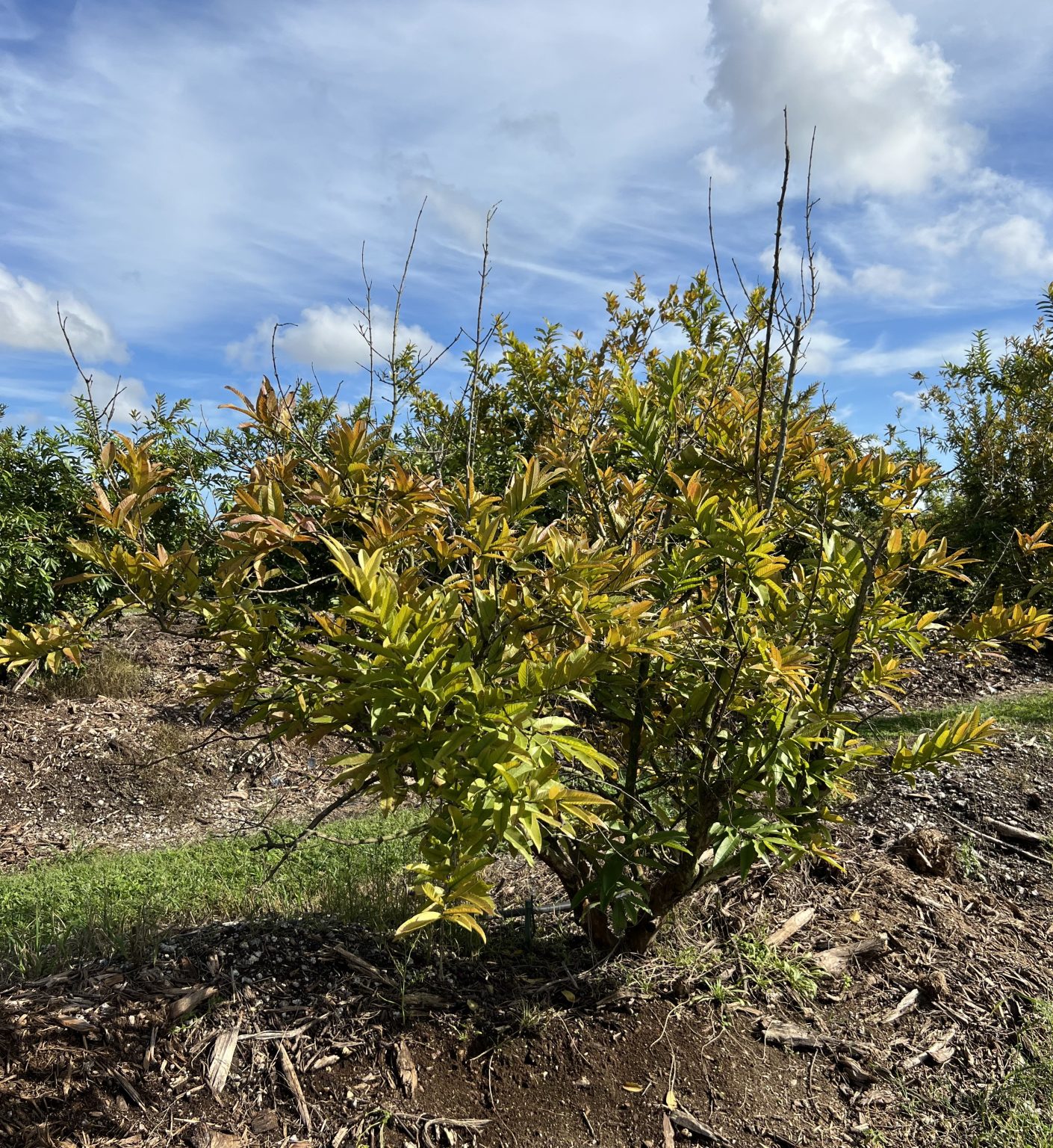 UF/IFAS scientists uncover root causes threatening guava, passion fruit ...