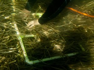 Photo shows Scientists surveying seagrass beds off the Gulf coast of Florida. _UF IFAS Photo by Tyler Jones.