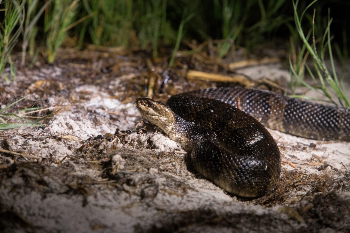 UF/IFAS educational programs satiate serpentine curiosities - News