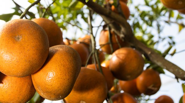 In the battle against citrus greening, consumers will tell growers their perceptions of genetic editing