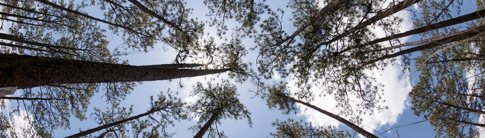 Pine tree canopy