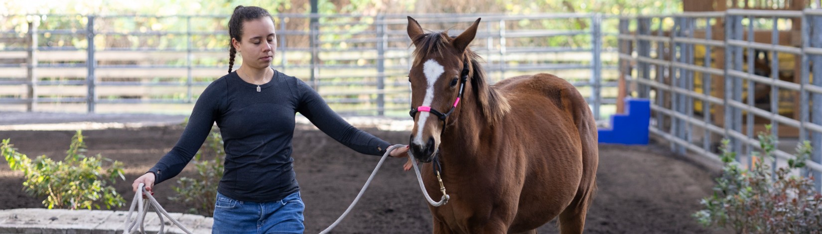 Animal Sciences student taking a horse through an equine weanling course. Photo: UF/IFAS