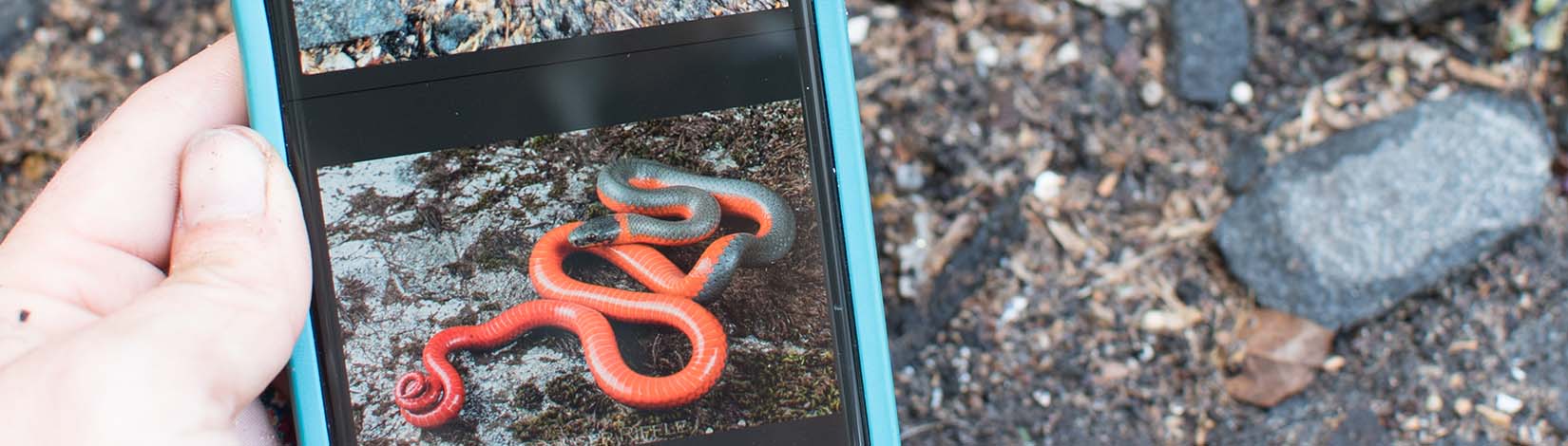 iNat_on_phone_with_snake_in_background_credit_blog banner