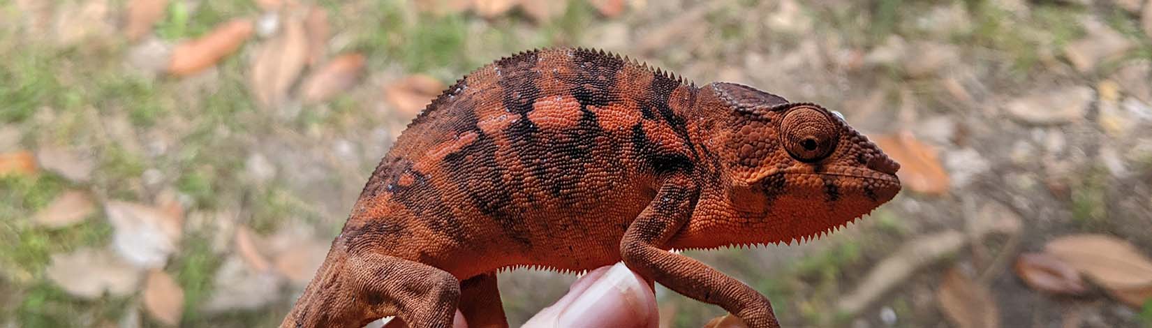 A close look at a female panther chameleon_ photo by Natalie Claunch