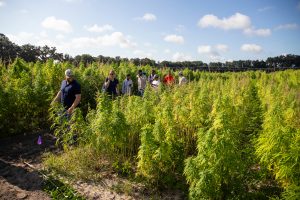 Hemp field tour