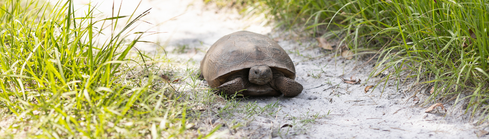 Gopher tortoise