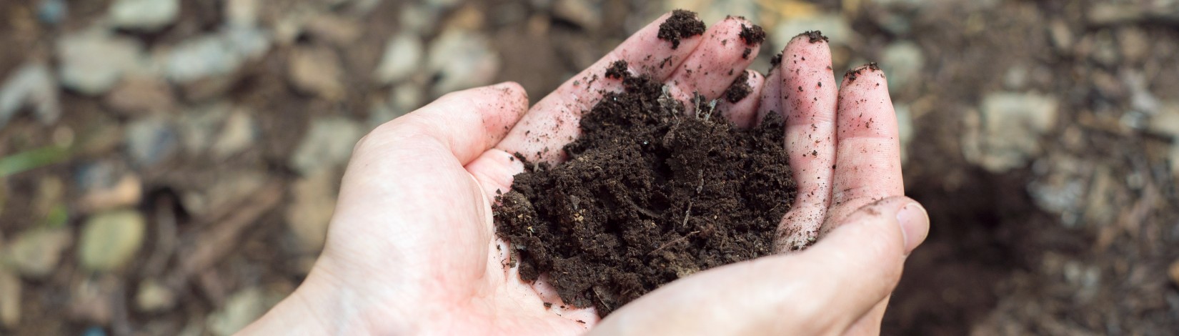 Hands cupping soil in an outdoor setting