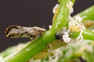 Asian citrus psyllid