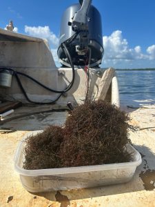 Seaweed collected from a sampling site within Tampa Bay this summer. Photo courtesy Gabrielle Foursa, UF/IFAS