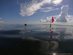 Gabrielle Foursa identifying a site to collect data while snorkeling in Tampa Bay. Photo courtesy Angela Collins, UF/IFAS 