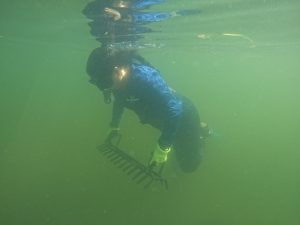 Shellfish farmers use various methods and tools to remove seaweed. The research team replicated and modified a smaller version of a seaweed tool for the work to collect macroalgal biomass. In this photo, Gabrielle Foursa uses an underwater seaweed rake to collect biomass. Photo courtesy Angela Collins, UF/IFAS