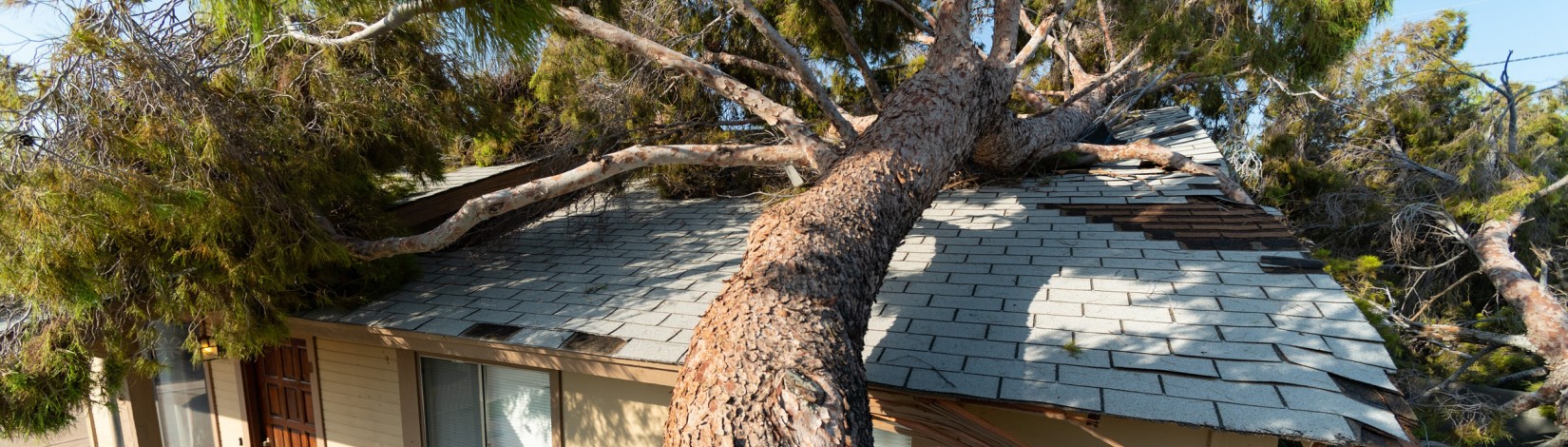 A large tree that has fallen on top of a roof