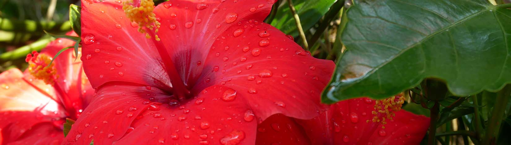 Hibiscus rosa-sinensis is a genus of flowering plants.