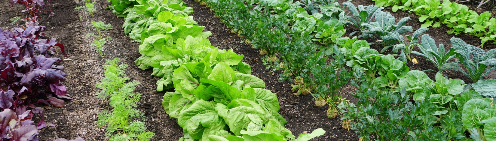 Multiple rows of vegetables growing in a field.