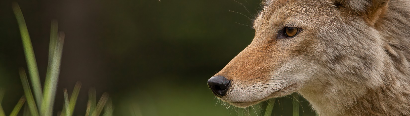 Side view close-up of a coyote’s face