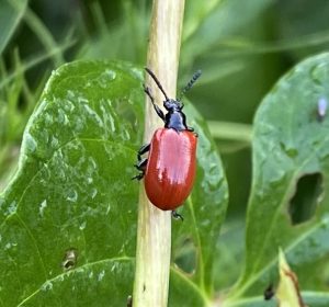 One beetle that eats the plants’ leaves, Lilioceris cheni, was introduced in Florida about a decade ago to combat the vines without herbicides. Photo: UF/IFAS, Phil Hahn
