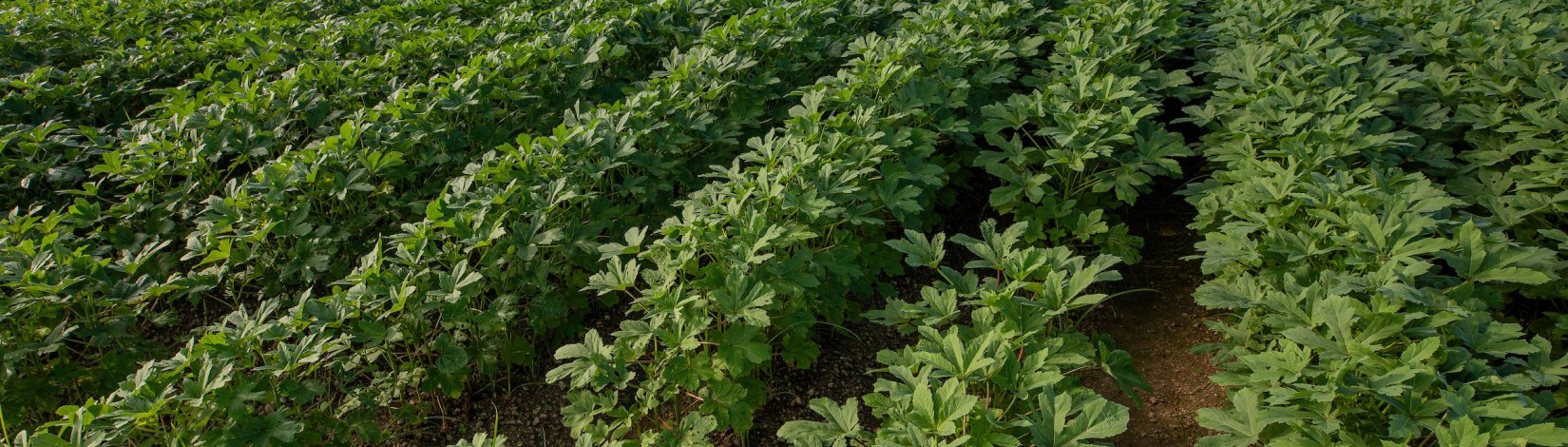 Rows of okra plants growing on an okra farm in South Florida.