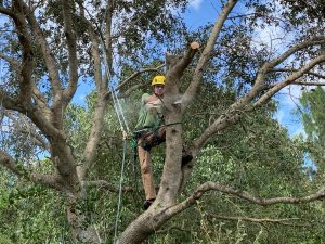 Tree worker in a yellow helmet trimming branches, secured with ropes