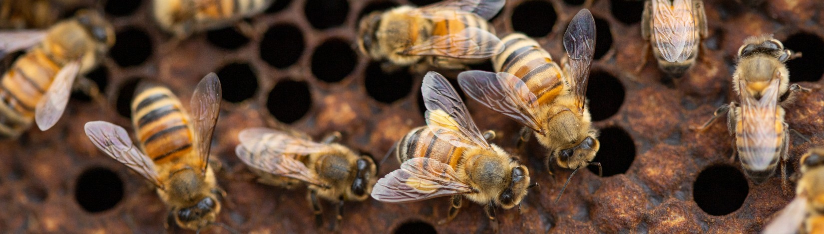 Honey bees. Photo: UF/IFAS