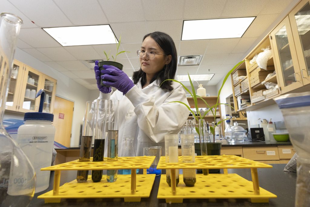 Xiaoping Xin in a laboratory at the Indian River Research and Education Center (IRREC). Photo taken 08-09-23. Photo: UF/IFAS, Tyler Jones