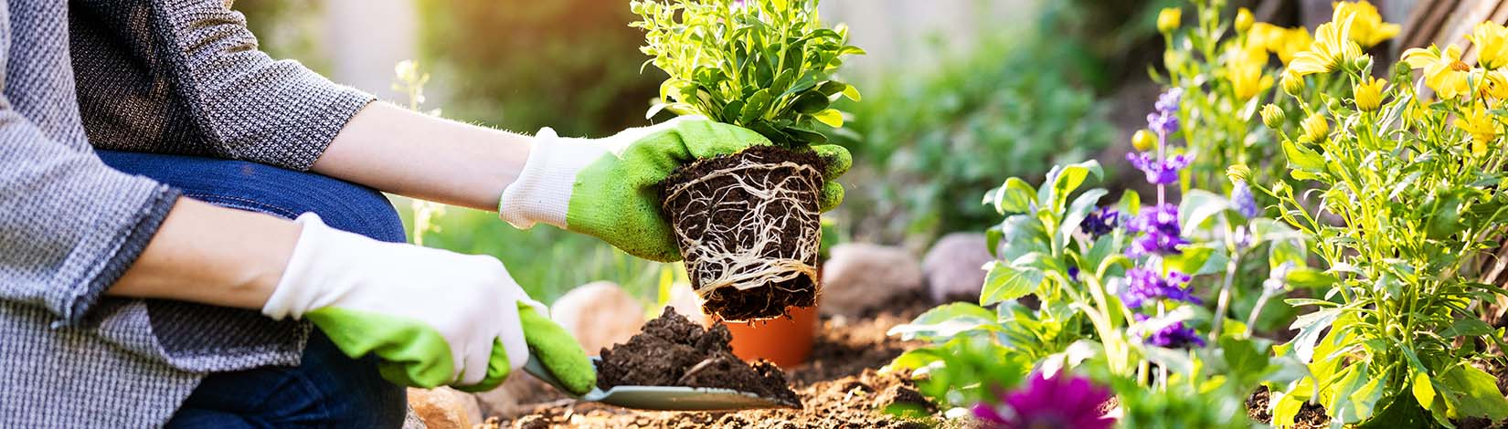 A gardener planting flowers in garden bed.