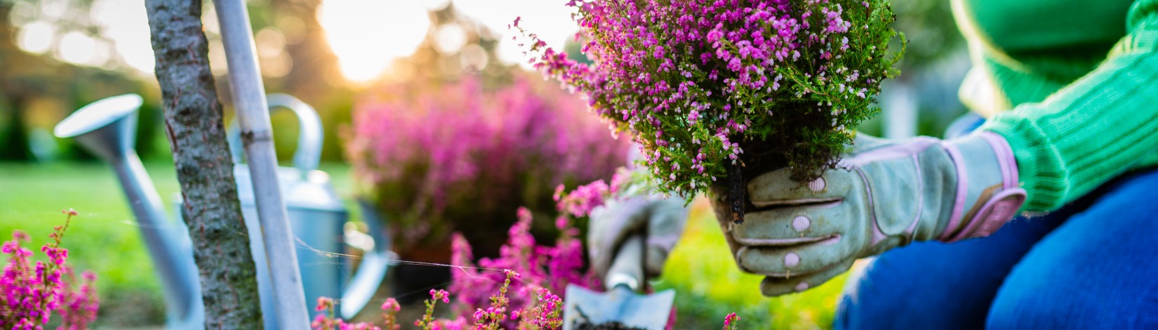 Gloved hands holding a small green plant with purple flowers and a gardening trowel over soil in a garden