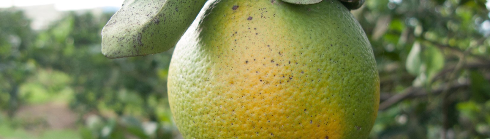 An orange fruit with patches of green on its skin