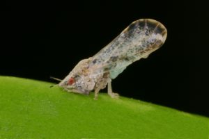 A close-up image of Diaphorina citri, a small insect with translucent, patterned wings and a reddish eye, standing on a green leaf against a black background