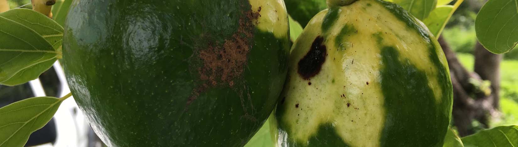 Avocado fruit showing characteristic avocado sunblotch viroid (ASBVd) symptoms. The fruit displays a distinct longitudinal yellow streak with sharply demarcated margins, typical of sunblotch infection. Symptoms can vary but often include irregular yellow or whitish streaks, discoloration, and deformed fruit.