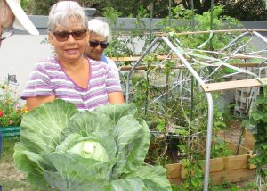 A master gardener from Extension Broward County and cabbage from an urban food garden