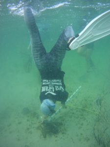 Lisa Krimsky underwater with fins and a Sea Grant shirt, holding a white pipe with black lines.