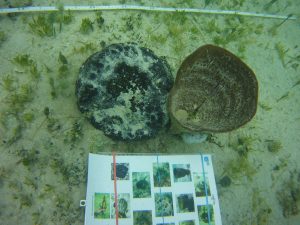 An identification sheet next to a loggerhead sponge and a vase-type sponge under water