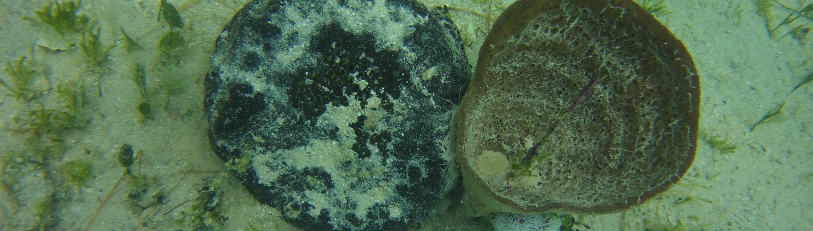 Picture of two large sponges underwater.