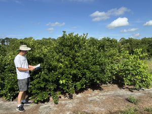 Doctor Mou wearing a hat, white shirt, shorts, and sneakers stand on a dirt path holding a clipboard, inspecting a dense green citrus grove under a partly cloudy blue sky.