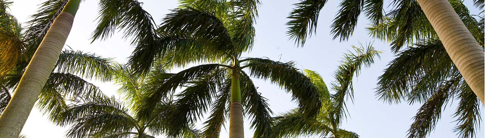 Palm trees growing in Coral Springs BLOG banner