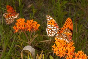 Gulf fritillary butterflies. Courtesy, Jaret Daniels, Florida Museum of Natural History.