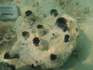Restored sheepwool sponge underwater