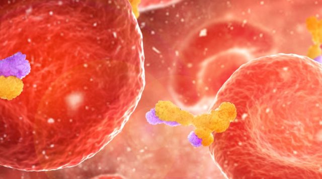 Red blood cells with antibodies in an artery, flowing inside body, as a 3D illustration. Adobe Stock, By vipman4