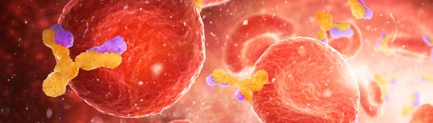 Red blood cells with antibodies in an artery, flowing inside body, as a 3D illustration. Adobe Stock, By vipman4