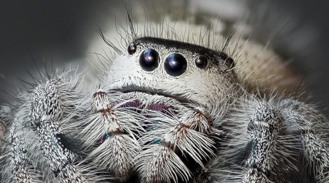 Female regal jumping spider, Phidippus regius, Adobe Stock, by kristof.foto