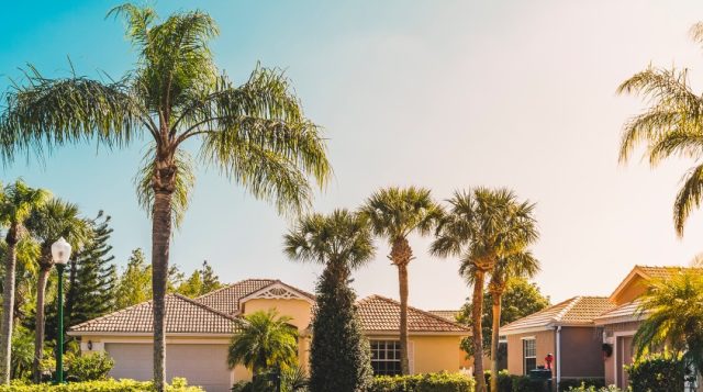 Innovadora herramienta ayuda a propietarios y cultivadores a proteger las emblemáticas palmeras frente a la pudrición del tronco