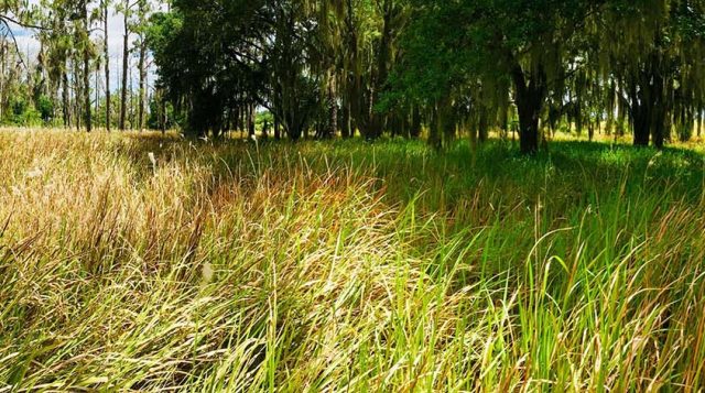 Can invasive plants increase tick exposure risk?  Scientists reveal a surprising link to human health
