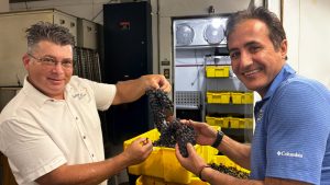 Ali Sarkhosh and John Choquer holding clusters of grapes that were taken from a yellow bin.