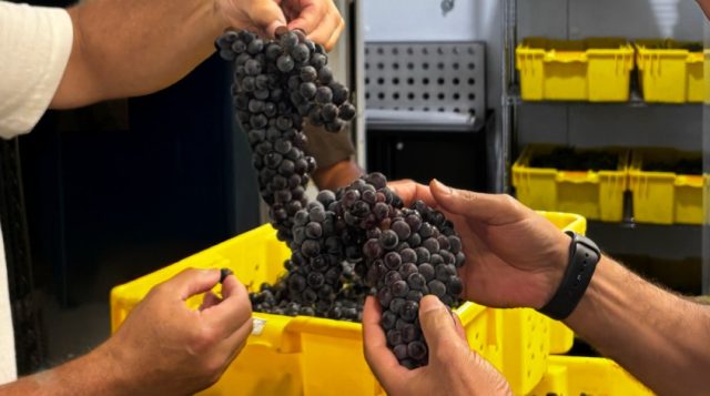 Left to right: Château Le Coeur owner John Choquer with UF/IFAS associate professor Ali Sarkhosh. Photo: UF/IFAS, Eva Sailly