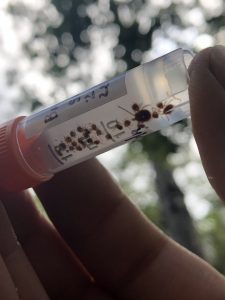 A collection of ticks from invaded areas preserved in ethanol so that they can be sent off for pathogen analysis.