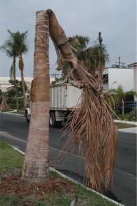 Cocos nucifera trunk collapsed upon itself due to Thielaviopsis trunk rot.Credit: M. L. Elliott, UF/IFAS