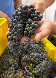 A hand holding a cluster of purple grapes. 